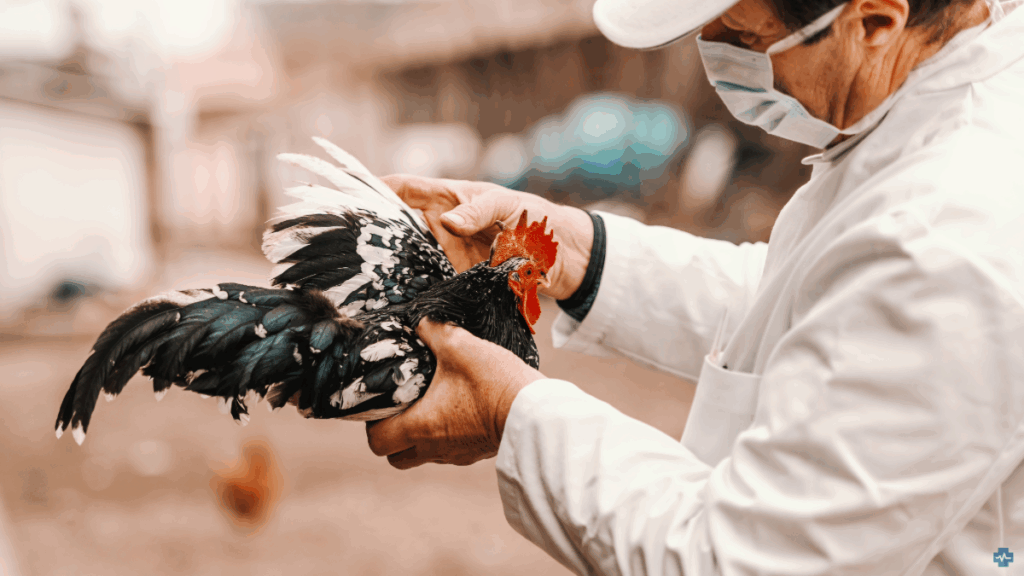 H5N1 Monitoring